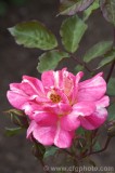 CFGbr36.jpg 81866