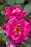 CFGbr42.jpg 81872