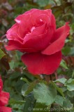 CFGbr48.jpg 81878
