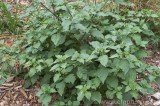 CFGbu08.jpg 82138