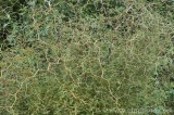 CFGbu10.jpg 82140