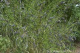 CFGbu19.jpg 82149