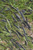 CFGbu22.jpg 82152