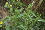CFGbu36.jpg 82166