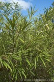 CFGbu61.jpg 82191