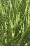 CFGbu64.jpg 82194
