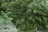 CFGbu88.jpg 82218