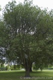CFGbx30.jpg 82460