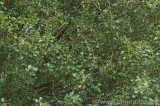 CFGbx31.jpg 82461