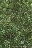 CFGbx32.jpg 82462