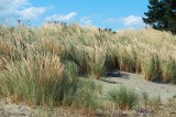 CFGbx77.jpg 82508