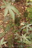 CFGc069.jpg 69921