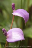 CFGc699.jpg 62146