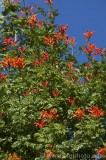 CFGcb03.jpg 82834
