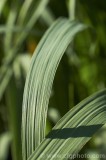 CFGcb50.jpg 82881