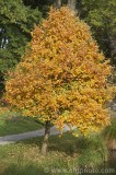 CFGcb71.jpg 82902