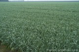CFGcc00.jpg 82931