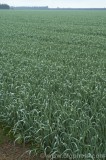 CFGcc01.jpg 82932