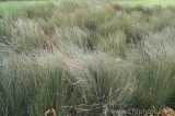 CFGcd31.jpg 83062