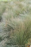 CFGcd32.jpg 83063