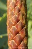 CFGcd88.jpg 83119