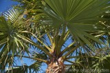 CFGcf16.jpg 83247