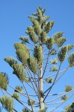 CFGcf17.jpg 83248