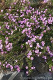 CFGcf84.jpg 83315