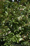 CFGcg06.jpg 83337