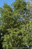 CFGcg98.jpg 83429