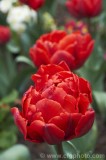 CFGcl86.jpg 83917