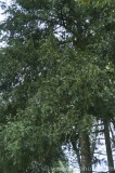 CFGcm50.jpg 83981
