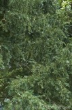 CFGcm51.jpg 83982