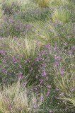 CFGcm93.jpg 84024