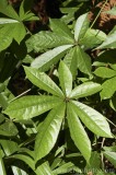 CFGcn74.jpg 84105