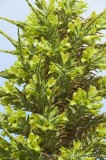 CFGco35.jpg 84166