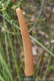 CFGco67.jpg 84198