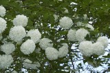 CFGco79.jpg 84210