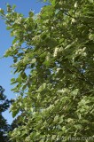 CFGcp35.jpg 84266