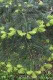 CFGcp86.jpg 84317