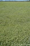 CFGcq08.jpg 84339
