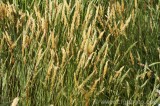 CFGcq44.jpg 84375
