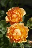 CFGcs03.jpg 84535