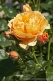 CFGcs04.jpg 84536