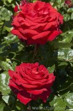 CFGcs05.jpg 84537