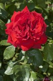 CFGcs06.jpg 84538