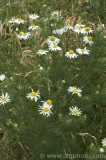 CFGct04.jpg 84636