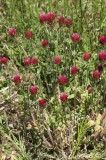 CFGcv02.jpg 84834