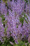 CFGcx65.jpg 85097