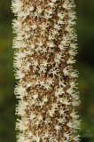 CFGcy08.jpg 85140